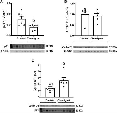 Cinaciguat (BAY-582667) Modifies Cardiopulmonary and Systemic Circulation in Chronically Hypoxic and Pulmonary Hypertensive Neonatal Lambs in the Alto Andino